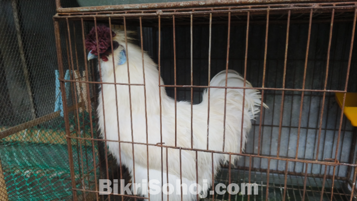 সিল্কি মুরগি